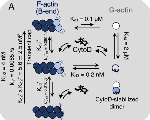 D3の三谷さんの論文「Microscopic and structural observations of actin filament capping and severing by cytochalasin D」がPNASに掲載されました!