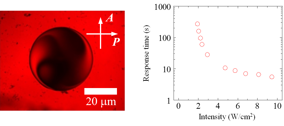 Graphical abstract of the publication