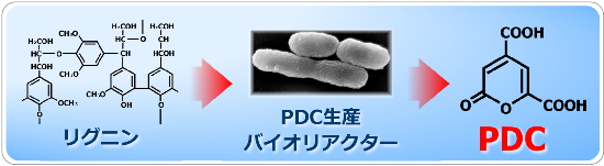 2-pyron-4,6-dicarboxylic acid生産